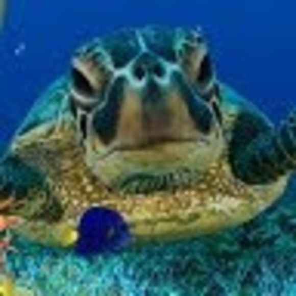 Meet your Posher, Marcos - Picture 1 of 1